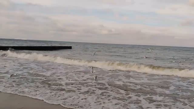 #БАЛТИЙСКОЕ МОРЕ ПРОГУЛКА ПО ПЛЯЖАМ ЧАЙКАМ смотреть онлайн