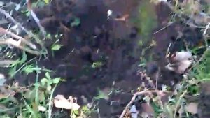 Как размножают малину