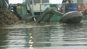 Нано технологии или цырк на воде? Уборка тростника, реабилитация озера Ломпадь в г.Людиново.