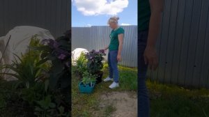 Пильчатые гортензии !?