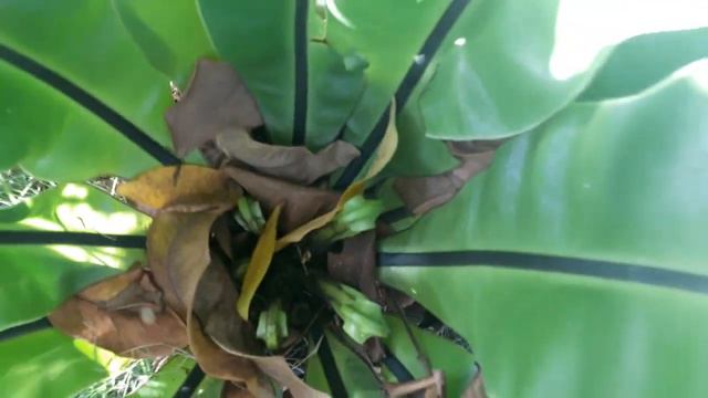 MGA BAWAL NA HALAMAN AYON SA D.E.N.R, WED NOV 25/ 2020 TIME 1440 HRS смотреть онлайн