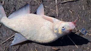 ПРИКЛЮЧЕНИЯ ДЕВЧОНОК НА РЫБАЛКЕ  ЛОВЛЯ ЛЕЩА НА ФИДЕР. банда на рыбалке