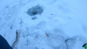 Плехановские пруды или 2 щуки за 4000 рублей!) Active target на платнике зимой.