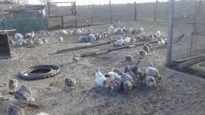 Борковская Барвистая 11 месяца.