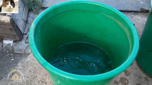 Чем подкормить цветы для обильного цветения и роста