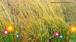 Молиния тростниковая Скай Рейсер. Краткий обзор, описание molinia arundinacea Sky Racer