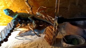 Террариум для бородатой агамы. Все что нужно знать