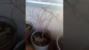 Баклажаны, деревья граната зимуют в ведре , в доме.