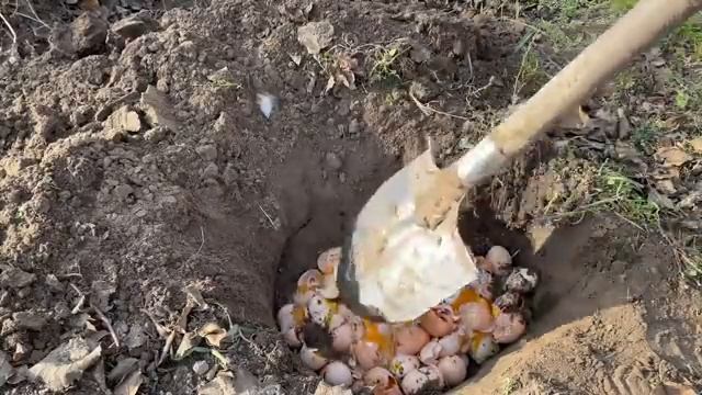 Выбрасываю яйца кур несушек вёдрами