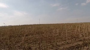 Уборка подсолнуха 2018 комбайн Нива СК 5