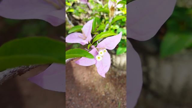 Bougainvillea( pink colour)