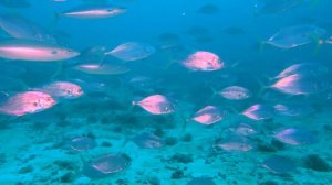 Reethi Faru House Reef