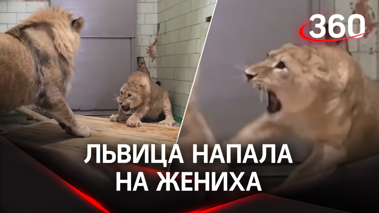 Челябинская львица напала на жениха, но потом полюбила его