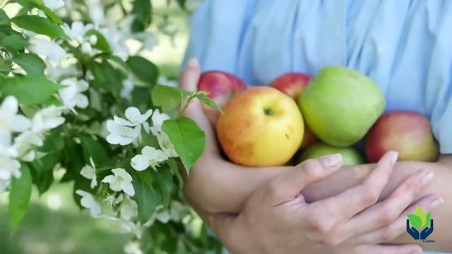 Malus domestica (manzano): tipos, cuidados, característica, imágenes... смотреть онлайн