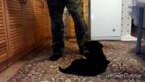 Воспитание щенка лабрадора для охоты (приучение к ошейнику и поводку)