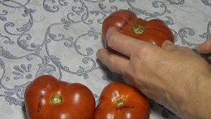 Томат Варатах гном. Тест зрелых плодов.