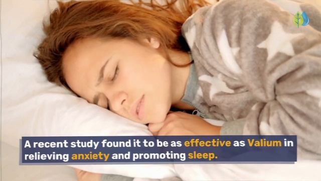 ?Top 10 Air Purifying Plants for Bedroom смотреть онлайн