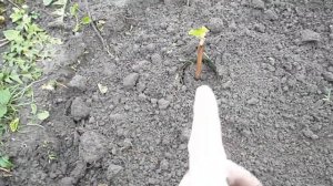 Высадка вегетирующих саженцев винограда весной Кишмиш Юпитер посадка саженцев черенков винограда