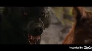 красный волк побидил чёрный волка ??