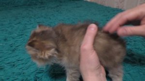 Золотая шотландская шиншилла.