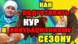Как правильно подготовить кур к инкубационному сезону. Мои пропойки для кур.