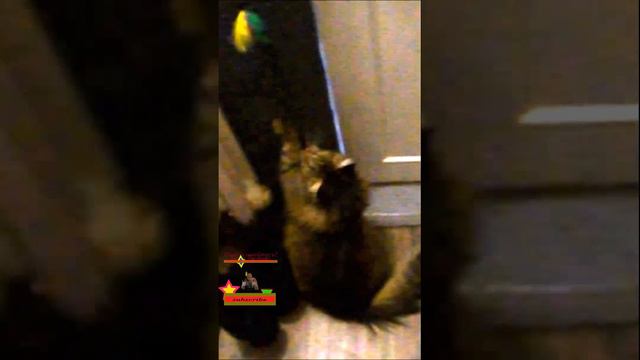 Вся правда о котах Они! Дружат с домовыми!