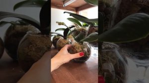 Стеллаж для орхидей своими руками. Размещение орхидей. Подсветка цветов