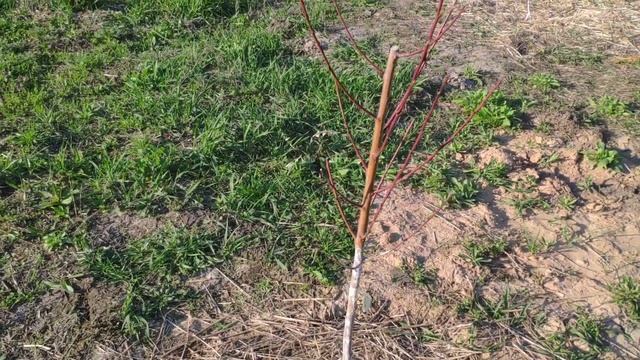 Ещё раз об обрезке персиков после морозов. смотреть онлайн