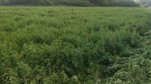 СЕНОКОС МТЗ 320  2017г