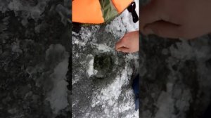 Огромный окунь на рыбалке