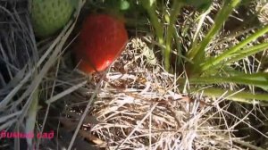 #Клубника. Мульчирование #клубники соломой