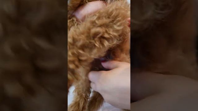 #Той-пудель мальчик смотреть онлайн