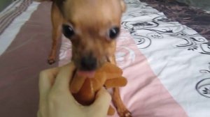 Мини той терьер!