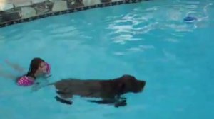 умные и смешные лабрадоры