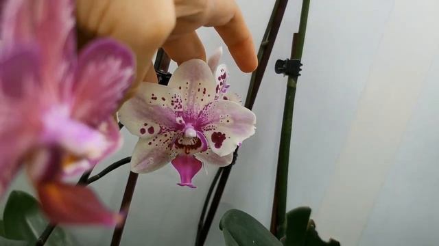 ОРХИДЕИ:предновогоднее ЦВЕТЕНИЕ!!!Декабрь 2021.Цветет  Paphiopedilum concolor (конколор). смотреть онлайн