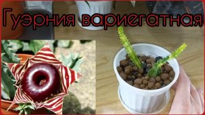 ГУЭРНИЯ вариегатная?Адаптация АЗИАТСКОГО растения?Не всё прошло гладко?Уход?Содержание?Грунт?П