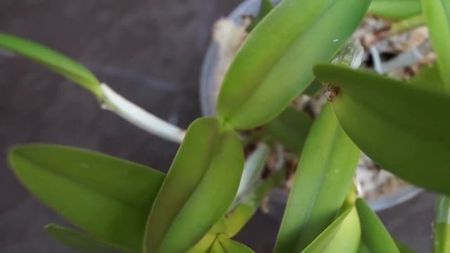 Мои КАТТЛЕИ: уход и цветение смотреть онлайн