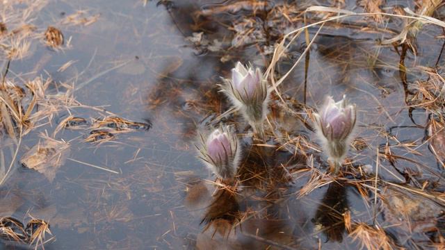 “Первоцветы края замороженных мамонтов” автор Петр Дмитриевич Максимов (Биибэн) смотреть онлайн