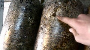 Грибы Вешенка. Смешаный субстрат. Эксперемент: шелуха+опилки.