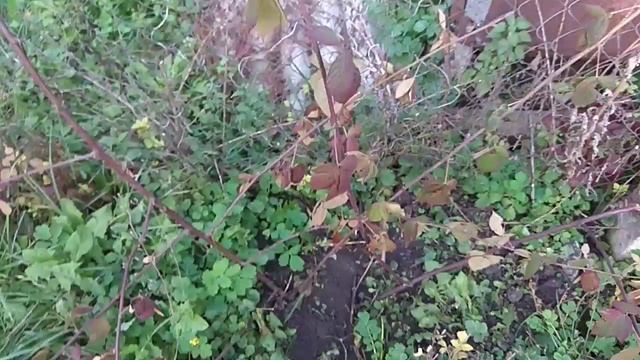 Посадка осенью :Крыжовник, Ежевика и Малина. смотреть онлайн