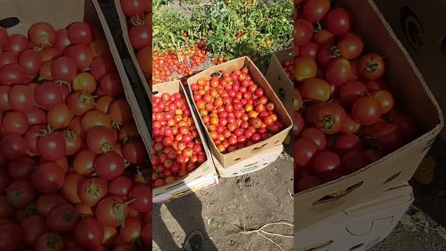 Уборка помидор Солероссо смотреть онлайн