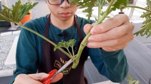 EP27 Citronella Mosquito plant repel mosquitoes? Edible? (Scented Geranium, Pelargonium Citrosum)