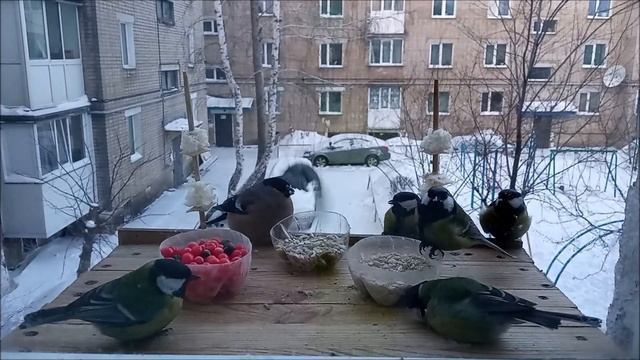 СНЕГИРИ и СИНИЦЫ  /Еда для Птиц/ смотреть онлайн