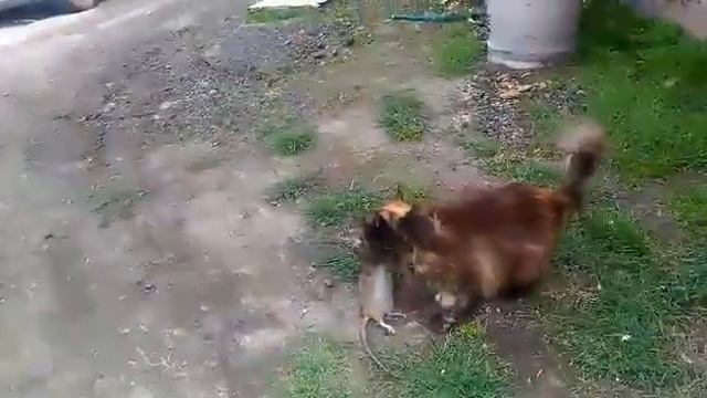 Кошка против крысы смотреть онлайн