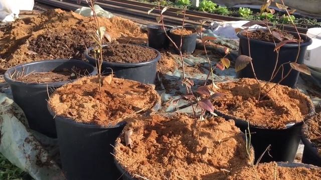 Выращивание голубики. Голубика в контейнерах и мешках. Грунт для голубики