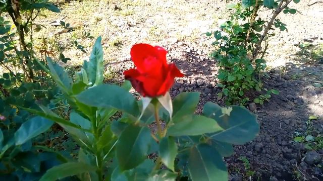 Солнечно и уже жарко #7июня #2023год #+17° #солнечныйдень #солнечно #восходсолнца #долгота