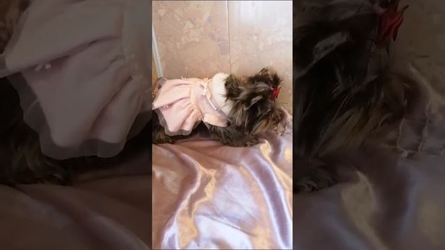 VID-20240303-WA0017.mp4