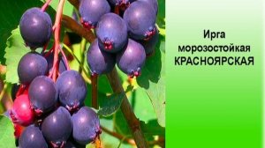 Ирга морозостойкая КРАСНОЯРСКАЯ