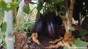Баклажаны — Алмаз