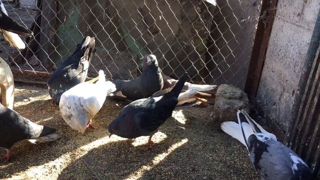 История Николаевских голубей смотреть онлайн